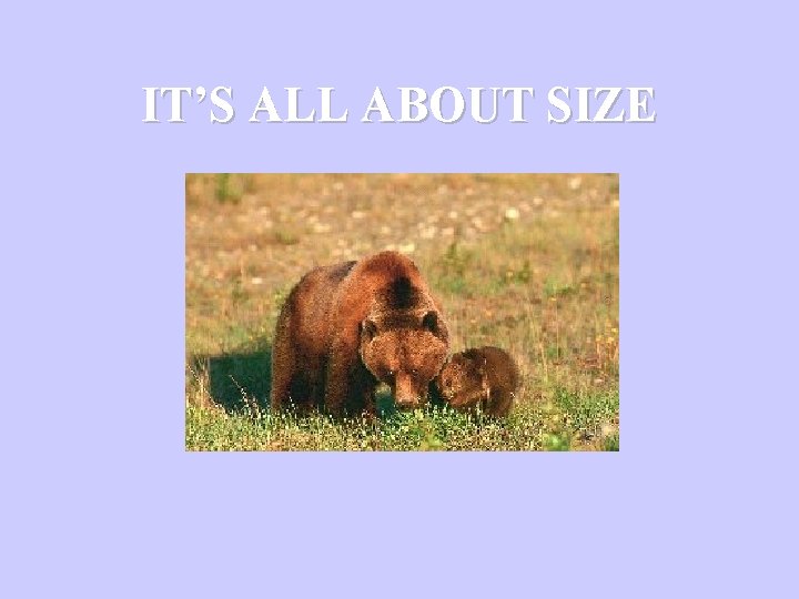 IT’S ALL ABOUT SIZE 