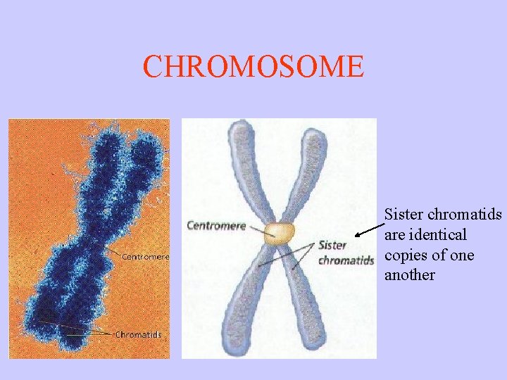 CHROMOSOME Sister chromatids are identical copies of one another 