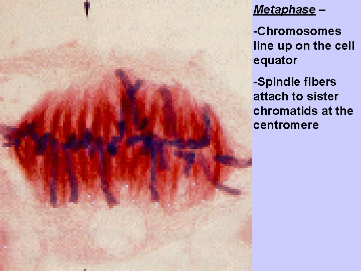 Metaphase – -Chromosomes line up on the cell equator -Spindle fibers attach to sister