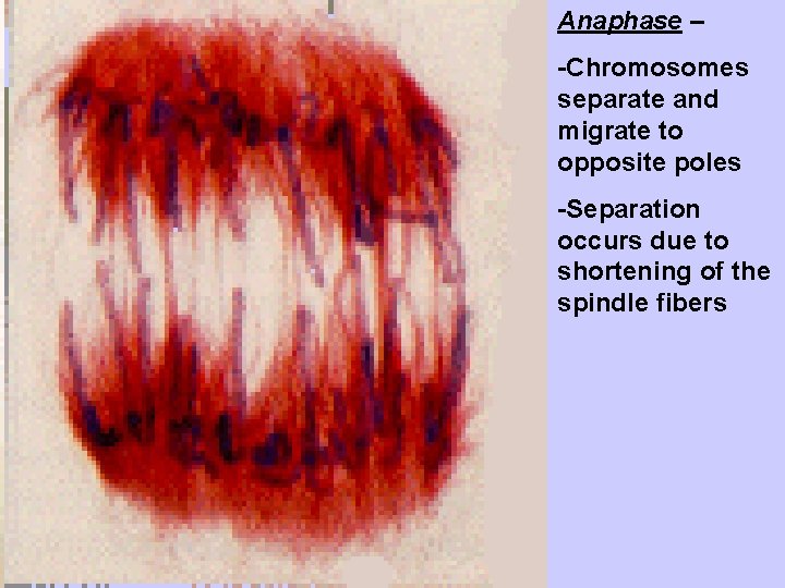 Anaphase – -Chromosomes separate and migrate to opposite poles -Separation occurs due to shortening