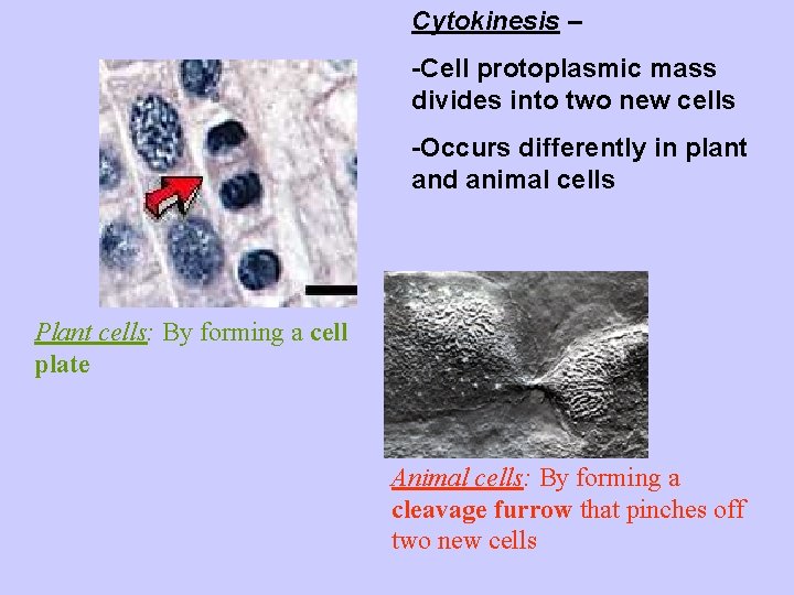 Cytokinesis – -Cell protoplasmic mass divides into two new cells -Occurs differently in plant