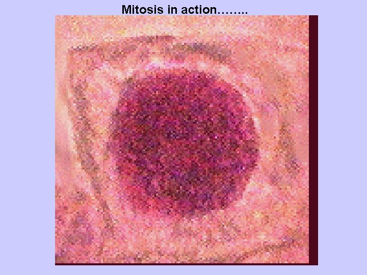 Mitosis in action……. . 