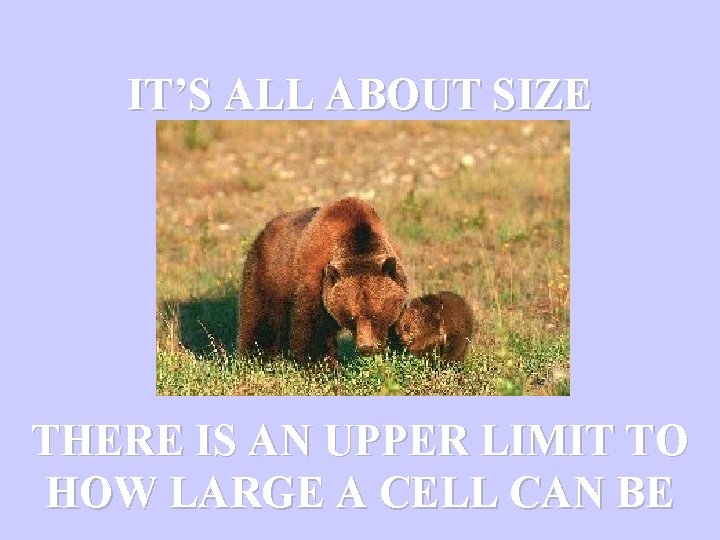 IT’S ALL ABOUT SIZE THERE IS AN UPPER LIMIT TO HOW LARGE A CELL