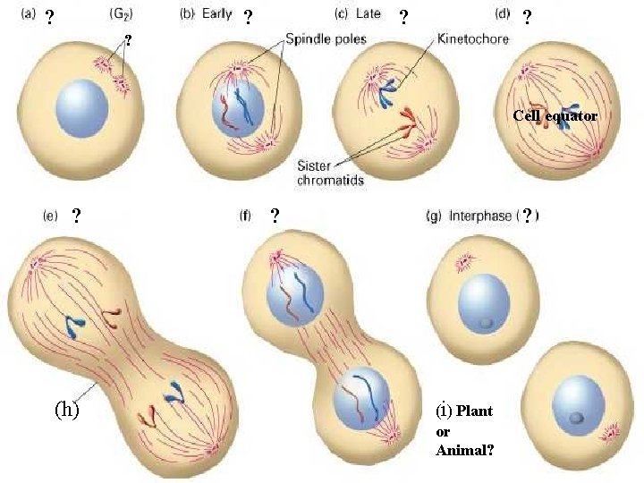 ? ? ? Cell equator ? (h) ? ? (i) Plant or Animal? ? ? ? Cell equator ? (h) ? ? (i) Plant or Animal?