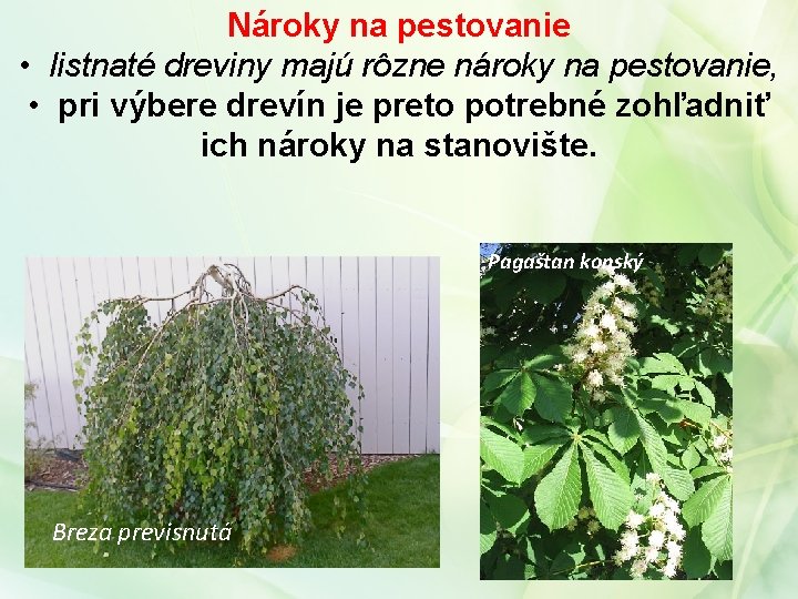 Nároky na pestovanie • listnaté dreviny majú rôzne nároky na pestovanie, • pri výbere