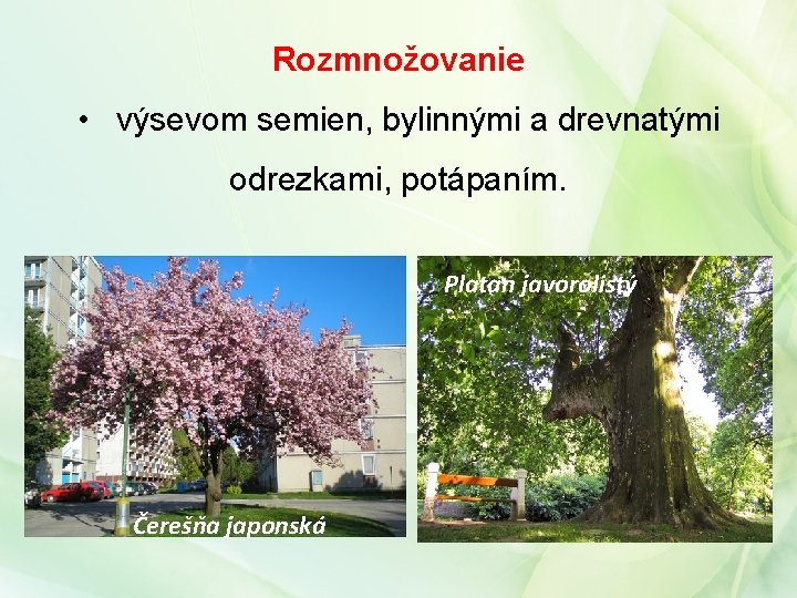 Rozmnožovanie • výsevom semien, bylinnými a drevnatými odrezkami, potápaním. Platan javorolistý Čerešňa japonská 