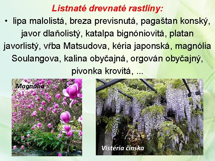 Listnaté drevnaté rastliny: • lipa malolistá, breza previsnutá, pagaštan konský, javor dlaňolistý, katalpa bignóniovitá,