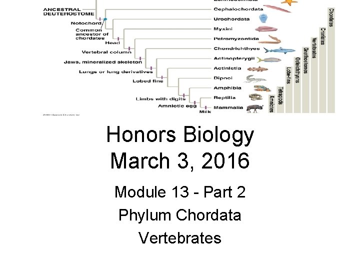 Honors Biology March 3, 2016 Module 13 - Part 2 Phylum Chordata Vertebrates 
