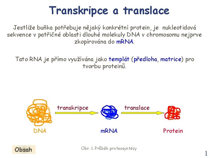 Transkripce a translace Jestliže buňka potřebuje nějaký konkrétní protein, je nukleotidová sekvence v patřičné