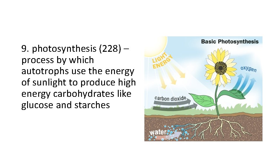 9. photosynthesis (228) – process by which autotrophs use the energy of sunlight to