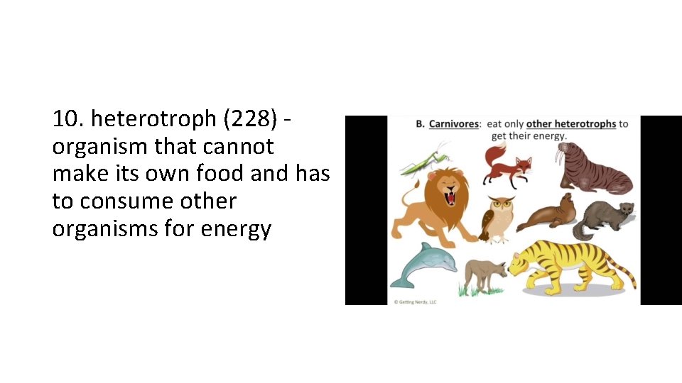 10. heterotroph (228) organism that cannot make its own food and has to consume