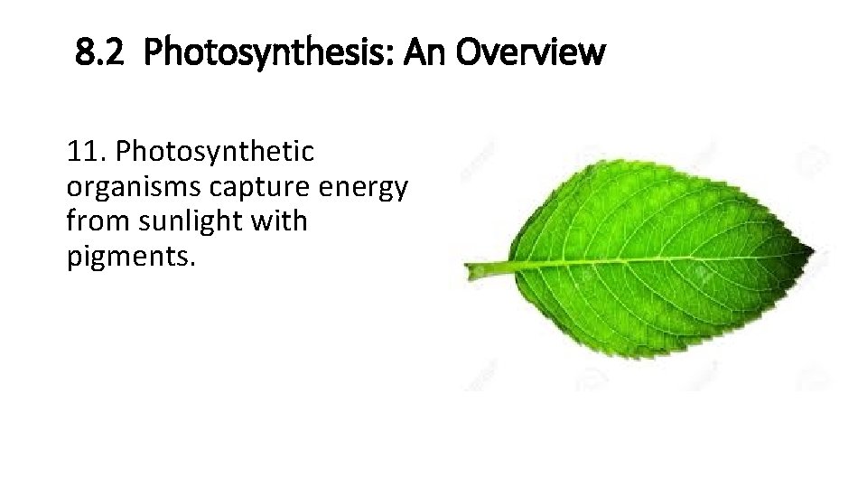 8. 2 Photosynthesis: An Overview 11. Photosynthetic organisms capture energy from sunlight with pigments.