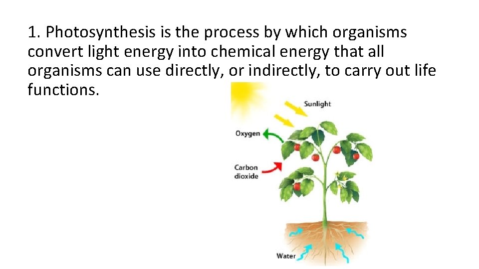 1. Photosynthesis is the process by which organisms convert light energy into chemical energy