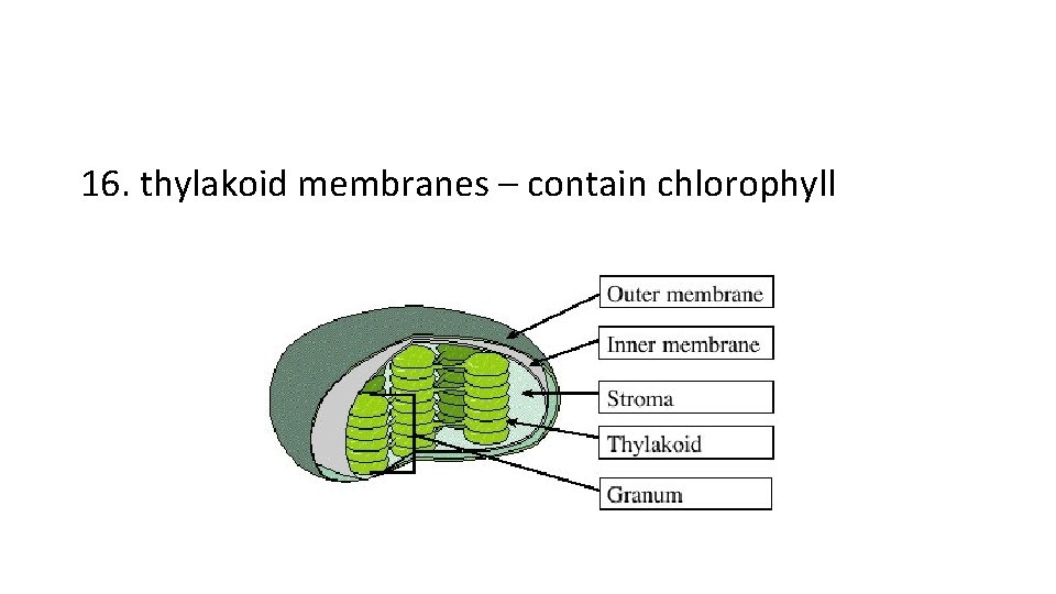 16. thylakoid membranes – contain chlorophyll 