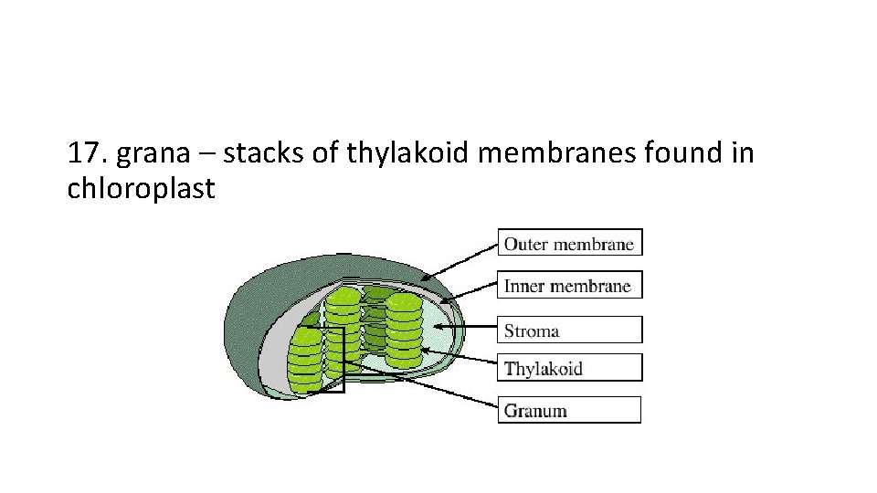 17. grana – stacks of thylakoid membranes found in chloroplast 
