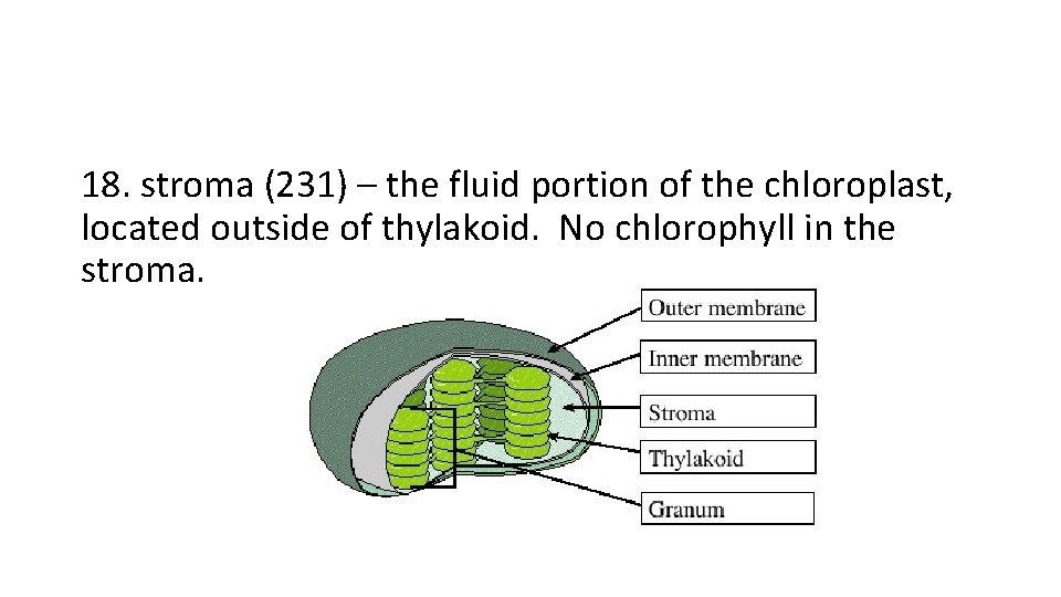 18. stroma (231) – the fluid portion of the chloroplast, located outside of thylakoid.