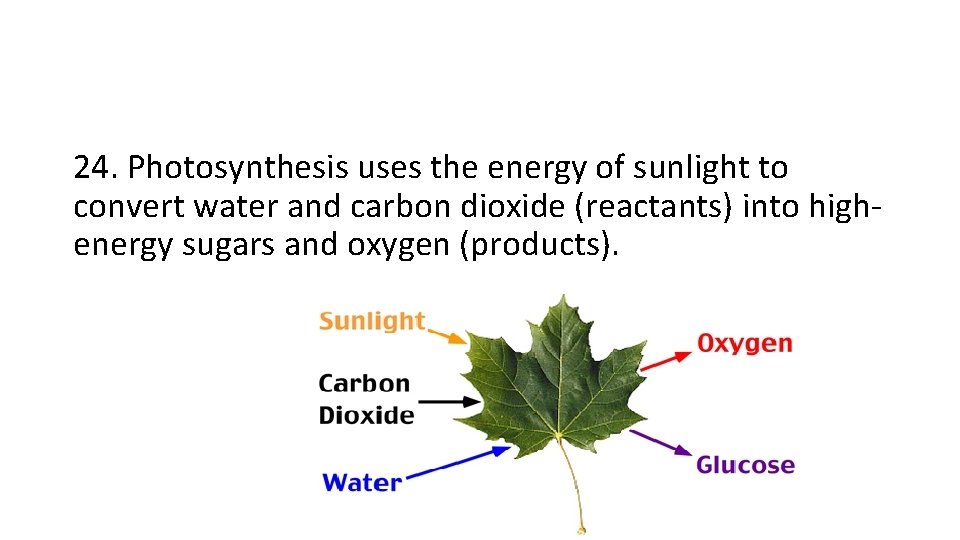 24. Photosynthesis uses the energy of sunlight to convert water and carbon dioxide (reactants)