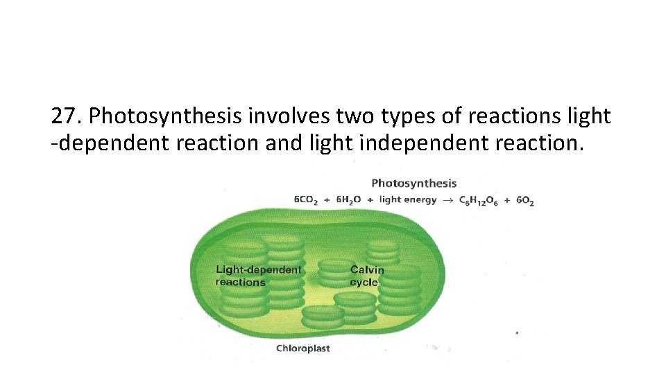 27. Photosynthesis involves two types of reactions light -dependent reaction and light independent reaction.