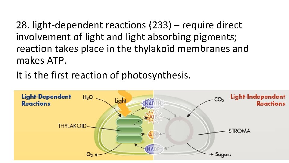 28. light-dependent reactions (233) – require direct involvement of light and light absorbing pigments;