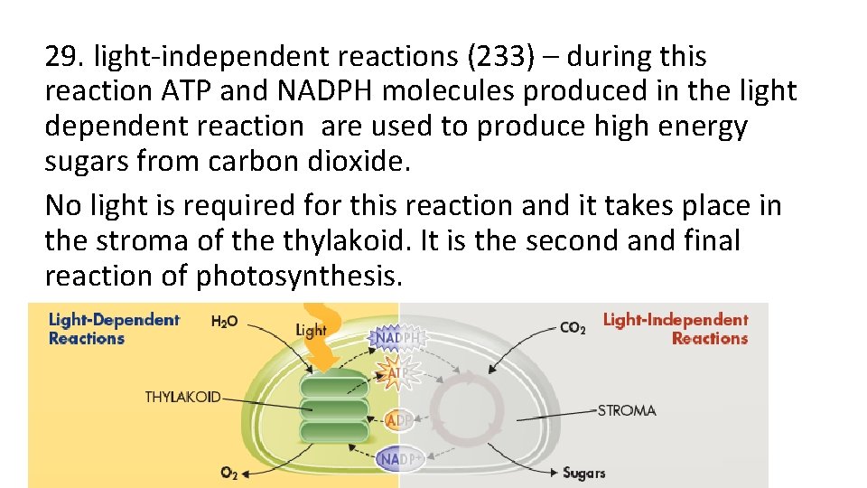 29. light-independent reactions (233) – during this reaction ATP and NADPH molecules produced in
