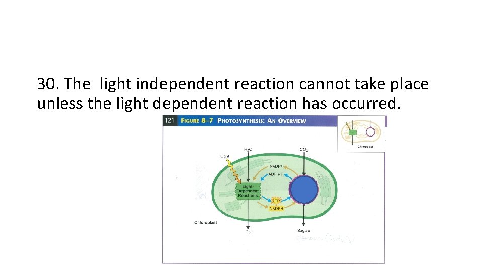30. The light independent reaction cannot take place unless the light dependent reaction has