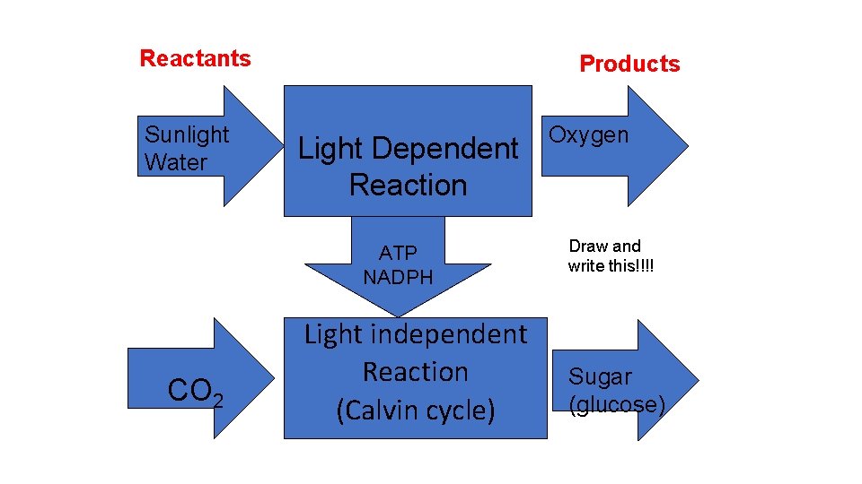 Reactants Sunlight Water Products Light Dependent Reaction ATP NADPH CO 2 Light independent Reaction