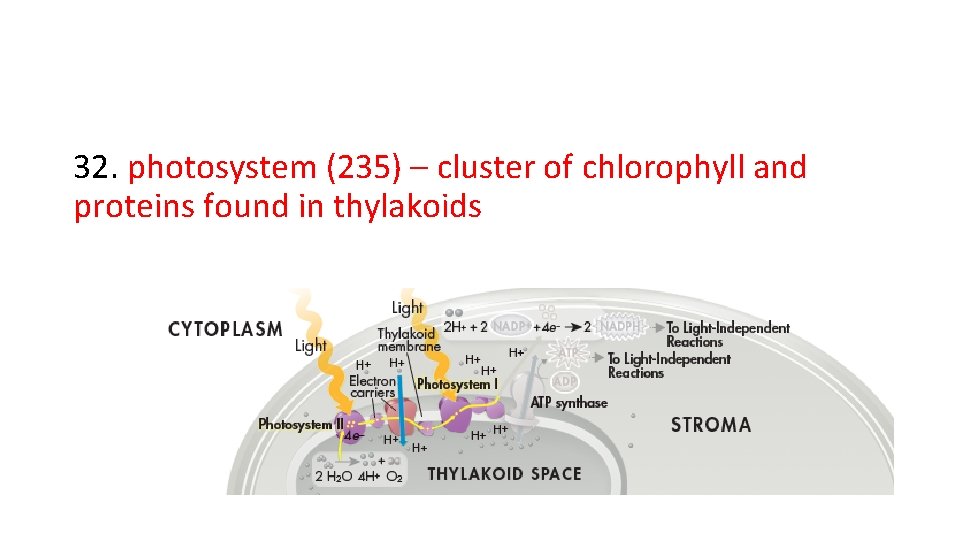 32. photosystem (235) – cluster of chlorophyll and proteins found in thylakoids 