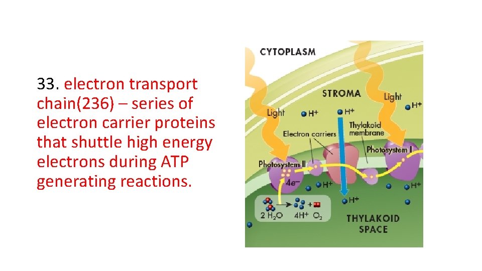 33. electron transport chain(236) – series of electron carrier proteins that shuttle high energy