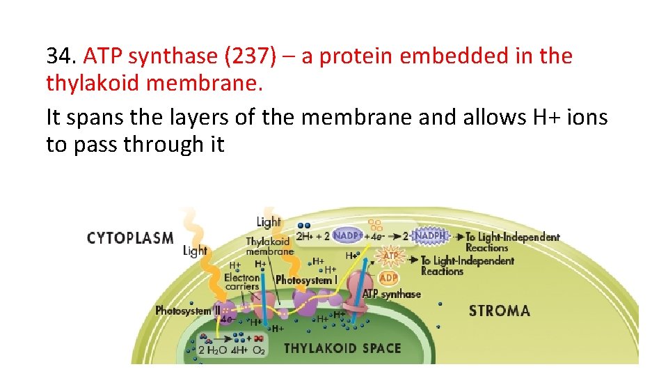 34. ATP synthase (237) – a protein embedded in the thylakoid membrane. It spans