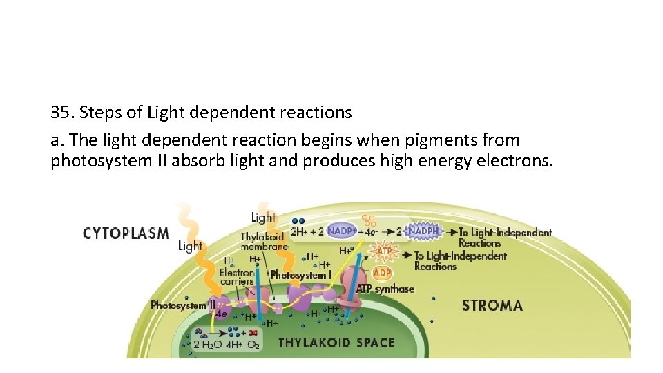 35. Steps of Light dependent reactions a. The light dependent reaction begins when pigments