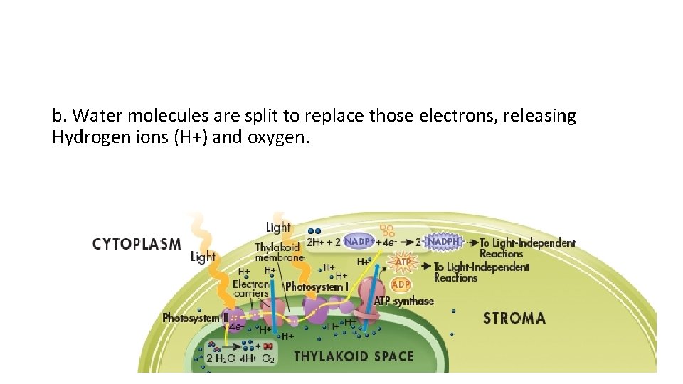 b. Water molecules are split to replace those electrons, releasing Hydrogen ions (H+) and