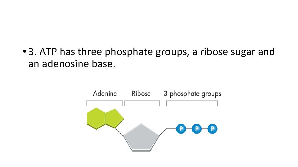  • 3. ATP has three phosphate groups, a ribose sugar and an adenosine