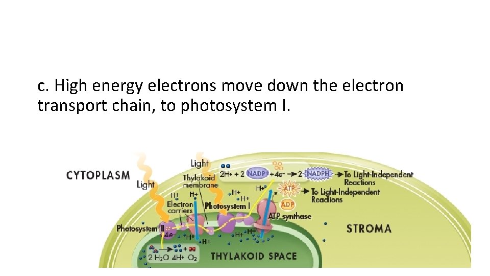 c. High energy electrons move down the electron transport chain, to photosystem I. 