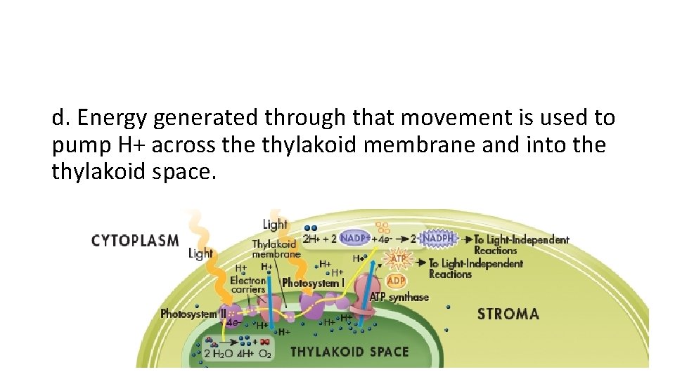 d. Energy generated through that movement is used to pump H+ across the thylakoid