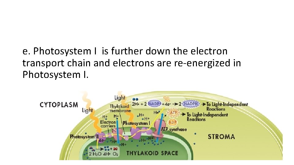e. Photosystem I is further down the electron transport chain and electrons are re-energized