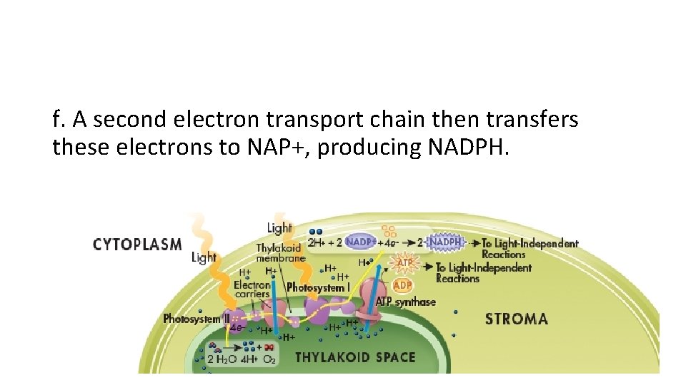 f. A second electron transport chain then transfers these electrons to NAP+, producing NADPH.