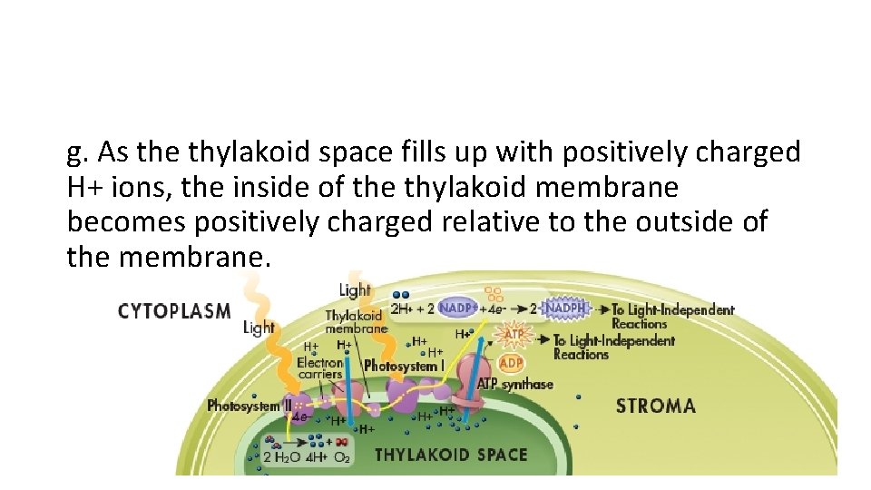 g. As the thylakoid space fills up with positively charged H+ ions, the inside