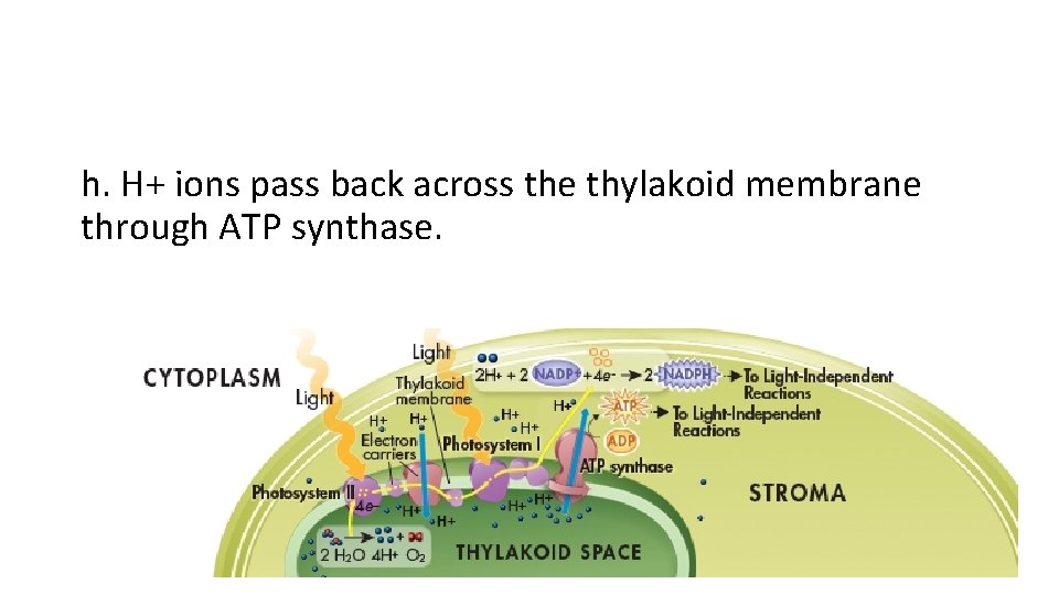 h. H+ ions pass back across the thylakoid membrane through ATP synthase. 