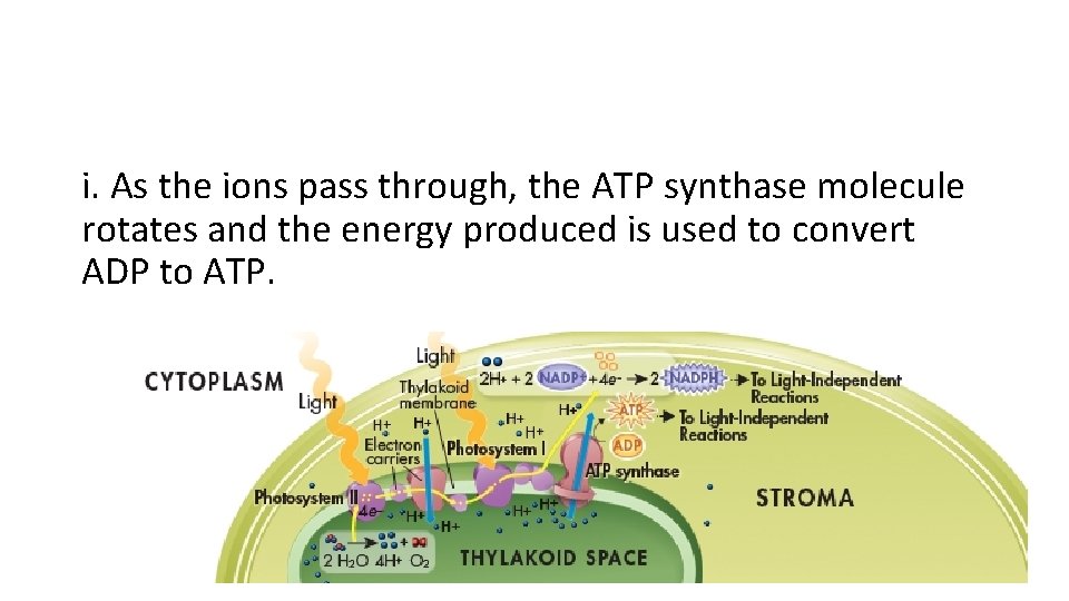 i. As the ions pass through, the ATP synthase molecule rotates and the energy