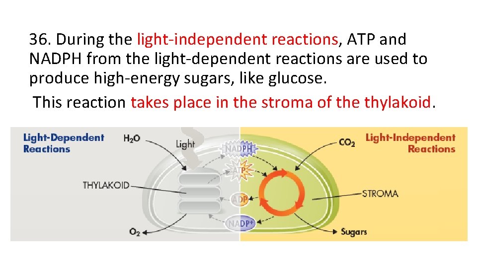 36. During the light-independent reactions, ATP and NADPH from the light-dependent reactions are used