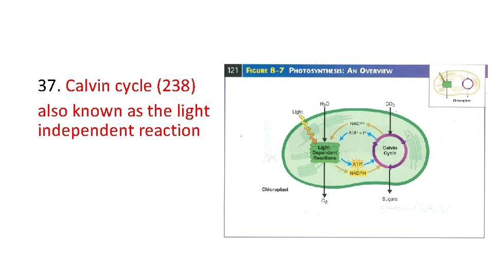 37. Calvin cycle (238) also known as the light independent reaction 