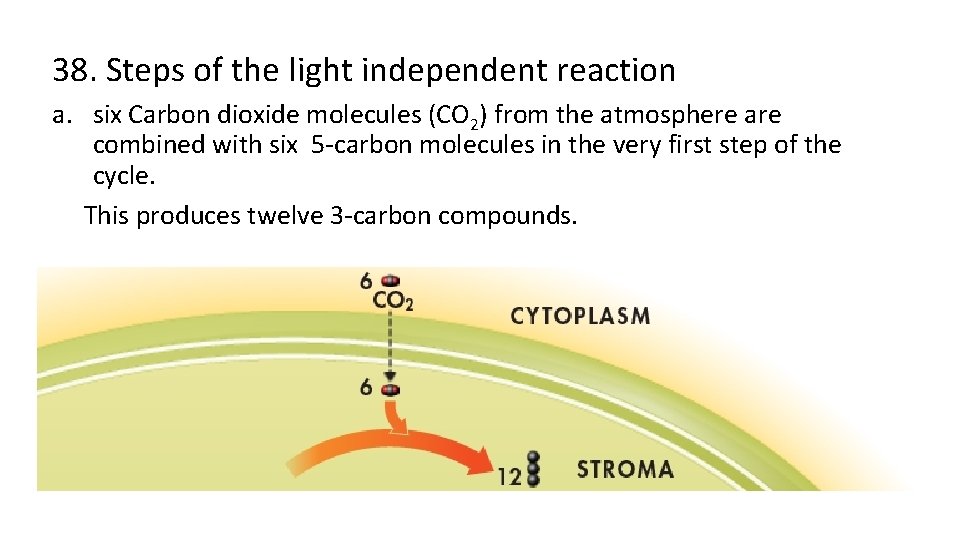 38. Steps of the light independent reaction a. six Carbon dioxide molecules (CO 2)