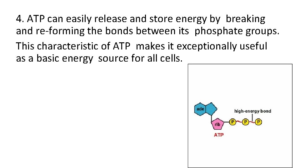 4. ATP can easily release and store energy by breaking and re-forming the bonds