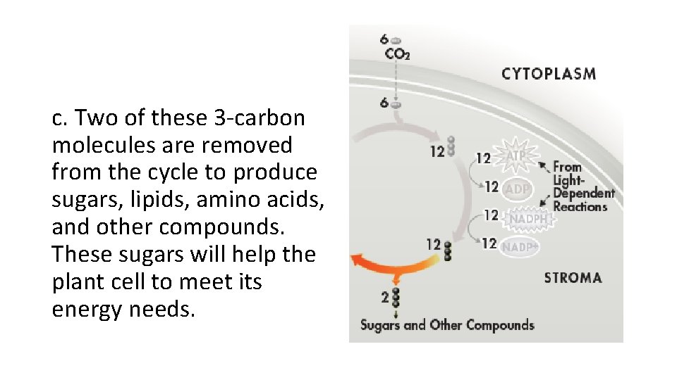 c. Two of these 3 -carbon molecules are removed from the cycle to produce