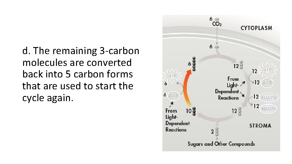 d. The remaining 3 -carbon molecules are converted back into 5 carbon forms that