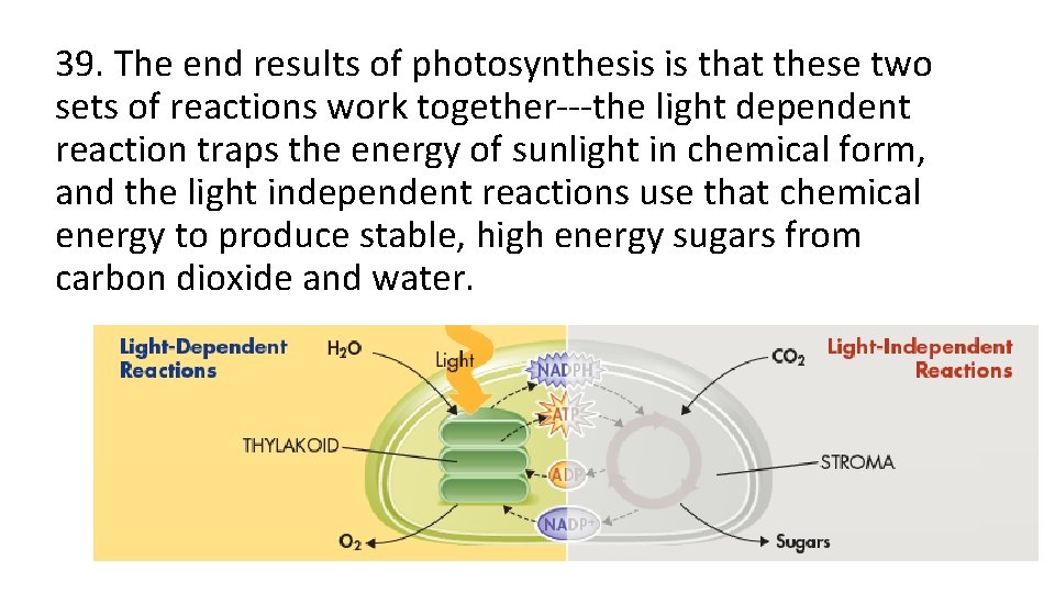 39. The end results of photosynthesis is that these two sets of reactions work