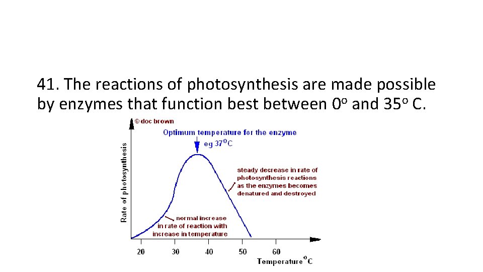 41. The reactions of photosynthesis are made possible by enzymes that function best between