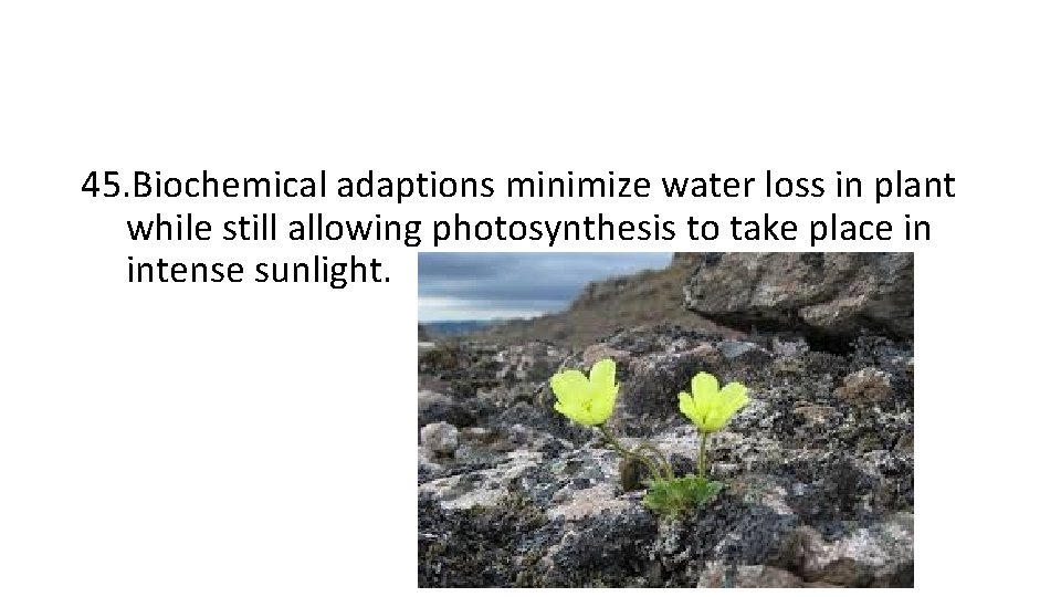 45. Biochemical adaptions minimize water loss in plant while still allowing photosynthesis to take