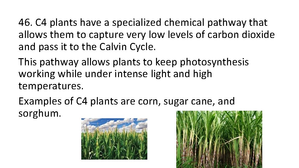 46. C 4 plants have a specialized chemical pathway that allows them to capture