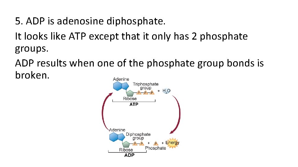 5. ADP is adenosine diphosphate. It looks like ATP except that it only has